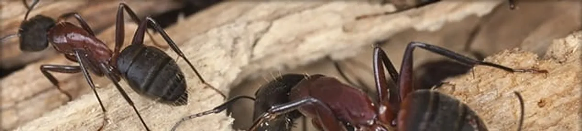 Close-up of ants on wood showing an active ant infestation in Saint Petersburg, FL