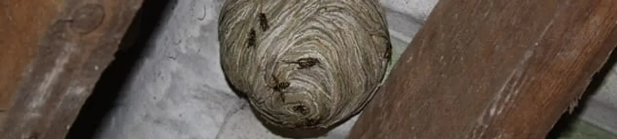 Wasp nest in an attic space, a common home infestation risk in Saint Petersburg, FL