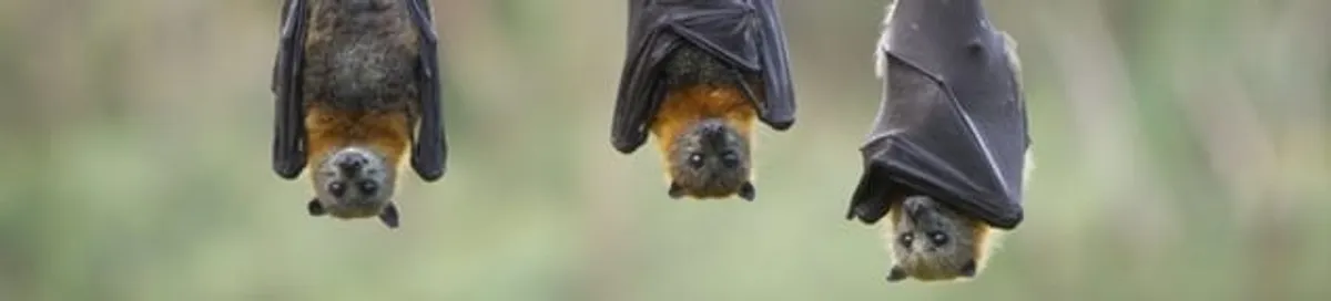 Bats roosting together, a common sign of a bat infestation in Saint Petersburg, FL