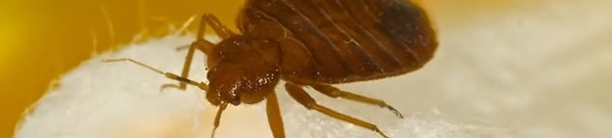 Close-up of a bed bug, a sign of an active infestation in Saint Petersburg, FL