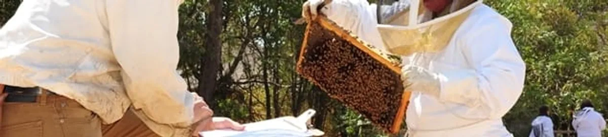 Bee removal specialists relocating a hive and honeycomb safely in Saint Petersburg, FL