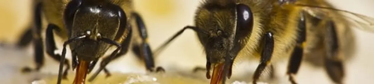 Close-up of honey bees, a sign of a nearby hive in Saint Petersburg, FL