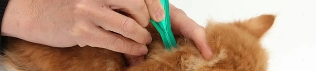 Flea treatment for pets using a flea comb, a sign of flea problems in Saint Petersburg, FL