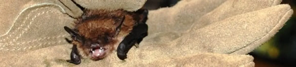 Bat removal specialist holding a bat safely during humane exclusion in Saint Petersburg, FL