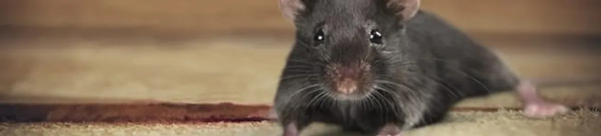 Mouse indoors, a common sign of a rodent infestation in Saint Petersburg, FL