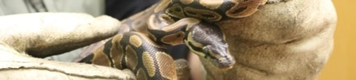Snake removal specialist safely handling a snake with protective gloves in Saint Petersburg, FL