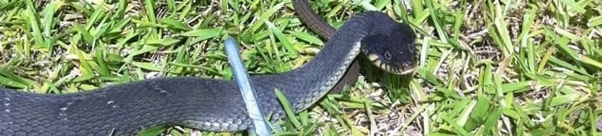 Snake in a yard, a common sign of a snake problem near a home in Saint Petersburg, FL