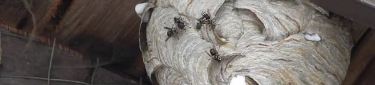 Close-up of a wasp nest with active wasps, a sign of an infestation in Saint Petersburg, FL